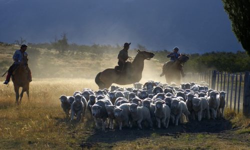 05-01-corrales-esquila-Luis-Franke-2-1